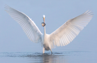 <i class='fa fa-user'></i> vanmarle |   Grote Zilverreiger  <i class='fa fa-eye'> 526</i>  <i class='fa fa-thumbs-up'> 29</i>   <i class='fa fa-comment-o'> 18</i>