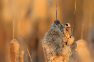 <i class='fa fa-user'></i> Frank Kremer |   Buidelmees  <i class='fa fa-eye'> 490</i>  <i class='fa fa-thumbs-up'> 14</i>   <i class='fa fa-comment-o'> 22</i>