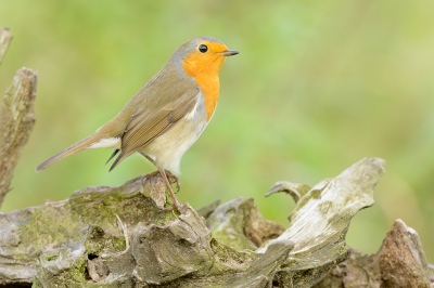 In de jaren 80 was een Roodborst ooit mijn eerste, zelf gefotografeerde vogelsoort.
Na verloop van tijd trek je de conclusie: ik heb genoeg opnamen van deze soort.
Wat blijkt echter...na 30 jaar wordt er toch weer een, opgenomen in het archief. Eentje, welke dagelijks, trouw vanuit een bosrand, een bezoekje kwam brengen aan de hut op een akker. Als een soort eerbetoon dus.