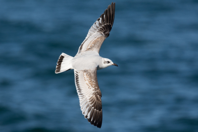 <i class='fa fa-user'></i> andrevanreenen91 |   Zwartkopmeeuw  <i class='fa fa-eye'> 258</i>   <i class='fa fa-comment-o'> 5</i>