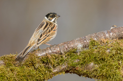 De dag mag zeker geslaagd genoemd worden, als al bij het eerste ochtendlicht zo,n mannetje zich fraai presenteert op de wortels van een wortelkluit.