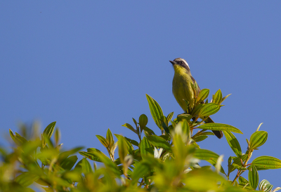 <i class='fa fa-user'></i> charlysax |   Driestrepentiran  <i class='fa fa-eye'> 125</i>  <i class='fa fa-thumbs-up'> 1</i>   <i class='fa fa-comment-o'> 1</i>