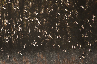 <i class='fa fa-user'></i> P.Teune |   Spreeuw  <i class='fa fa-eye'> 283</i>  <i class='fa fa-thumbs-up'> 8</i>   <i class='fa fa-comment-o'> 18</i>