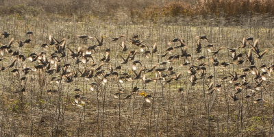 <i class='fa fa-user'></i> Wijnand van Buuren |   Spreeuw  <i class='fa fa-eye'> 274</i>  <i class='fa fa-thumbs-up'> 9</i>   <i class='fa fa-comment-o'> 10</i>