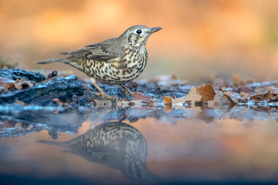 <i class='fa fa-user'></i> Hans Overduin |   Grote Lijster  <i class='fa fa-eye'> 301</i>  <i class='fa fa-thumbs-up'> 2</i>   <i class='fa fa-comment-o'> 10</i>