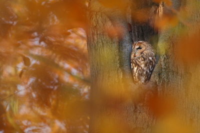 <i class='fa fa-user'></i> thijsglastra |   Bosuil  <i class='fa fa-eye'> 440</i>  <i class='fa fa-thumbs-up'> 17</i>   <i class='fa fa-comment-o'> 18</i>