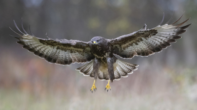 <i class='fa fa-user'></i> Arjan Troost |   Buizerd  <i class='fa fa-eye'> 313</i>  <i class='fa fa-thumbs-up'> 4</i>   <i class='fa fa-comment-o'> 10</i>