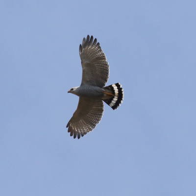 <i class='fa fa-user'></i> Henk Baptist |   Grijsgestreepte Buizerd  <i class='fa fa-eye'> 179</i>   <i class='fa fa-comment-o'> 4</i>