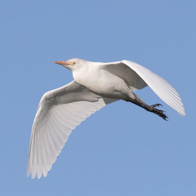 <i class='fa fa-user'></i> ep |   Koereiger  <i class='fa fa-eye'> 191</i>  <i class='fa fa-thumbs-up'> 1</i>   <i class='fa fa-comment-o'> 2</i>