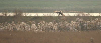 <i class='fa fa-user'></i> luutgroeneveld |   Velduil  <i class='fa fa-eye'> 441</i>  <i class='fa fa-thumbs-up'> 9</i>   <i class='fa fa-comment-o'> 14</i>