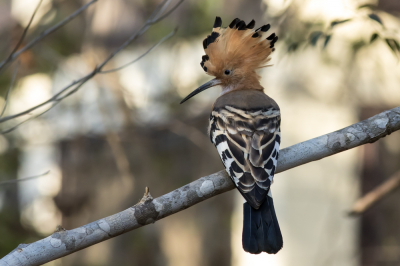 Deze soort meerdere keren gespot in Kirindy Forest. De best wel schuwe vogel fotograferen is lastig, gelukkig bleef deze even mooi zitten.