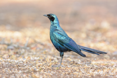 Al heel vroeg voor het ontbijt, waren diverse vogels voor onze accommodatie al actief, op een onbegroeid pleintje. Glansspreeuwen waren er ook bij. Gelet op de zwarte ogen en zwart masker, betreft m.i. deze opname, een Grote Glansspreeuw. 
Op basis van determinatie door Henk Baptist / Gerwinvanhouwelingen ( gestreepte staart ) bij een eerder geplaatste opname in de reeks Grote Glansspreeuw,  lijkt mij de toevoeging " Burchell,s " acceptabel.