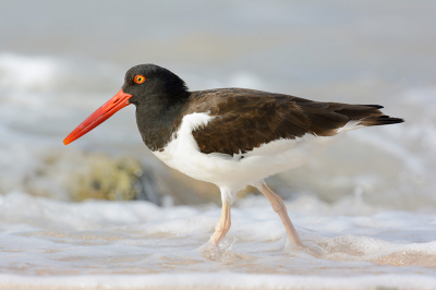 Na enkele opnamen vanuit de auto, de vogel voorbij gereden en uitgestapt om enigszins dichterbij te kunnen komen. Dichter bij het water gekomen, liep de vogel ongestoord verder door de branding en waren zo meer beeldvullende opnamen mogelijk. Soms wordt een goed idee weer eens beloond.