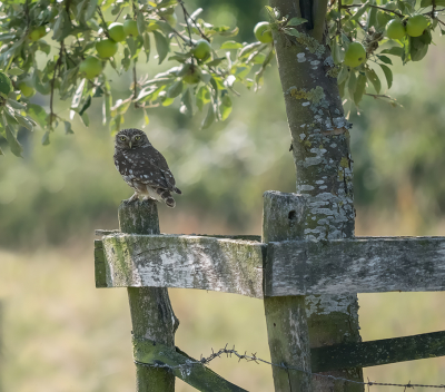 Blijven toch de mooiste foto's met genoeg ruimte eromheen, in het natuurlijk habitat.

Is dan ook op een metertje of 30 gemaakt, achter een heg, uit de hand.