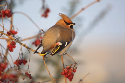 <i class='fa fa-user'></i> Wolter van Dijk | Pestvogel  <i class='fa fa-eye'> 1021</i>  <i class='fa fa-thumbs-up'> 8</i>   <i class='fa fa-comment-o'> 3</i>