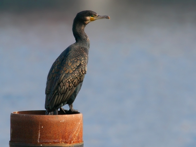 een foto van even geleden (ben sinds kort pas op Birdpix,vandaar). Het is "maar"een Aalscholver,maar zelf spreekt hij me aan omdat hij lekker scherp is,de rustige achtergrond,en dat zijn verenkleed zo goed te zien is.
Canon350D,Canon70-200mm F2.8L+2x extender op 400mm,F8 bij 1/640sec.