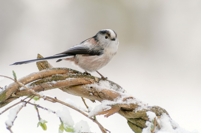 Gelukkig liet die dag de zon gelukkig verstek gaan, zodat het wit-grijs van vogeltje en sneeuw, samen met de achtergrond mooi in balans bleven.