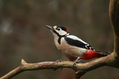 somber en donker weer,  toch nog mazzel dat deze meneer specht eventjes  wilde poseren, maar was ook heel vlug weer vertrokken...