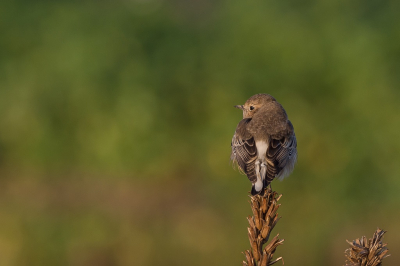 Bij een graat of 1 in een heerlijk december zonnetje naar de Bonte Tapuit geweest. Voor mij een nieuwe soort. Ze werkte uitgebreid mee door te poseren voor de aanwezige fotografen.