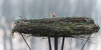 <i class='fa fa-user'></i> Wijnand van Buuren |   Torenvalk  <i class='fa fa-eye'> 252</i>  <i class='fa fa-thumbs-up'> 9</i>   <i class='fa fa-comment-o'> 20</i>