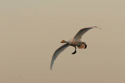 Vroeg in de ochtend, het vroor 4 graden, net toen het zonnetje op kwam, vloog deze wilde zwaan terug naar "zijn" wak in het ijs, waar de rest van zijn/haar familie vertoefde....
