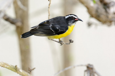 Tijdens het ontbijt kwam deze vogel al rond de tafel naar gemorste suiker speuren.
Koddig om te zien en een leuke start van de dag. Minder gemakkelijk was het om een foto te maken op dit dunne "schommeltakje" met die stevige wind op het eiland.
Desondanks toch tevreden met het resultaat.