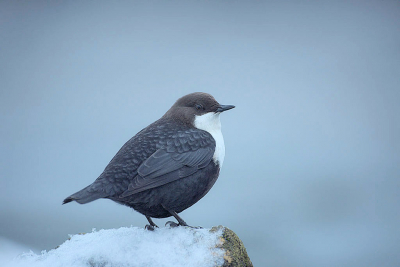 In de hoop dat het vanochtend nog zou doorsneeuwen vroeg richting waterspreeuw vertrokken. Helaas geen vallende sneeuw, dus moest ik het hier mee doen.