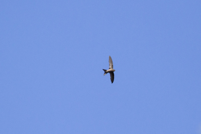 Ik denk zelf een vale gierzwaluw of een madeiragierzwaluw. Deze zwaluw scheerde met een hoge snelheid langs/over de bergwand en over/tussen de bomen op Gran Canaria.
