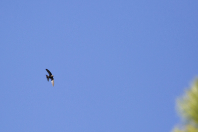Ik denk zelf een vale gierzwaluw of een madeiragierzwaluw. Deze zwaluw scheerde met een hoge snelheid langs/over de bergwand en over/tussen de bomen op Gran Canaria. Ik heb meer foto's in mijn persoonlijke album geplaatst.
