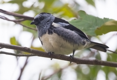 <i class='fa fa-user'></i> charlysax |   Turkooistangare  <i class='fa fa-eye'> 169</i>   <i class='fa fa-comment-o'> 5</i>