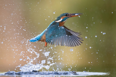 <i class='fa fa-user'></i> Arjan Troost |   IJsvogel  <i class='fa fa-eye'> 497</i>  <i class='fa fa-thumbs-up'> 25</i>   <i class='fa fa-comment-o'> 12</i>