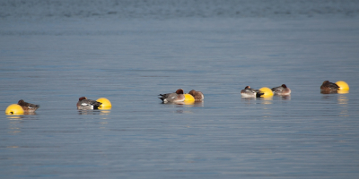 <i class='fa fa-user'></i> P.Teune |   Smient  <i class='fa fa-eye'> 340</i>  <i class='fa fa-thumbs-up'> 6</i>   <i class='fa fa-comment-o'> 8</i>