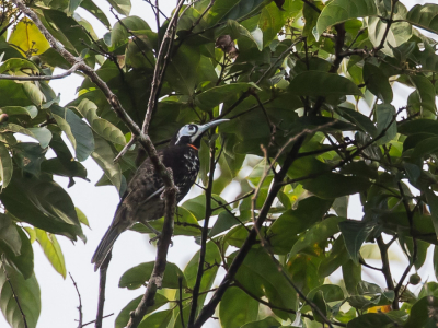 <i class='fa fa-user'></i> Paul van Giersbergen |   Witmaskerhoningeter  <i class='fa fa-eye'> 139</i>   <i class='fa fa-comment-o'> 0</i>