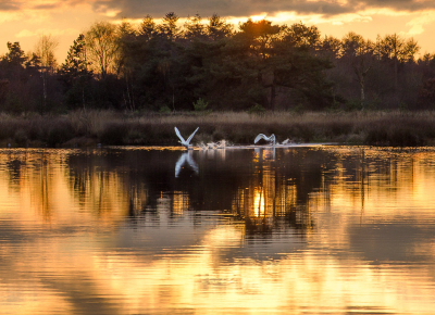 <i class='fa fa-user'></i> Truus Aletta Maan |   Wilde Zwaan  <i class='fa fa-eye'> 265</i>  <i class='fa fa-thumbs-up'> 7</i>   <i class='fa fa-comment-o'> 20</i>