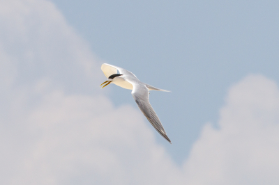 <i class='fa fa-user'></i> Louis56 |   Bengaalse Stern  <i class='fa fa-eye'> 182</i>   <i class='fa fa-comment-o'> 1</i>