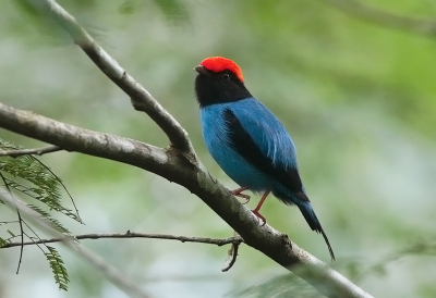 <i class='fa fa-user'></i> charlysax |   Zwaluwstaartmanakin  <i class='fa fa-eye'> 195</i>  <i class='fa fa-thumbs-up'> 14</i>   <i class='fa fa-comment-o'> 9</i>