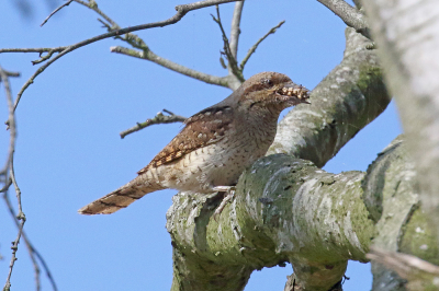 <i class='fa fa-user'></i> Henk Baptist |   Draaihals  <i class='fa fa-eye'> 349</i>   <i class='fa fa-comment-o'> 4</i>