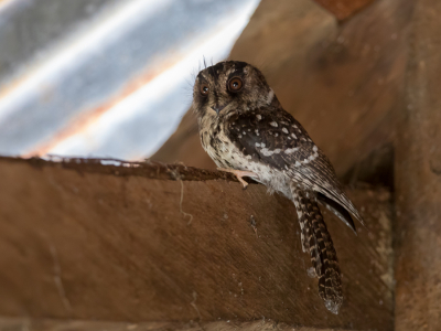 <i class='fa fa-user'></i> Paul van Giersbergen |   Bergdwergnachtzwaluw  <i class='fa fa-eye'> 251</i>  <i class='fa fa-thumbs-up'> 8</i>   <i class='fa fa-comment-o'> 7</i>