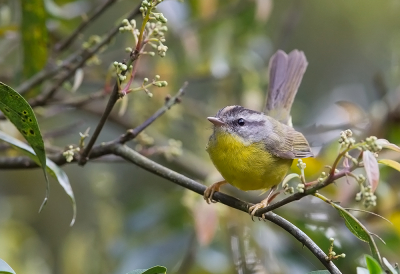 <i class='fa fa-user'></i> charlysax |   Goudhaanzanger  <i class='fa fa-eye'> 188</i>  <i class='fa fa-thumbs-up'> 3</i>   <i class='fa fa-comment-o'> 5</i>