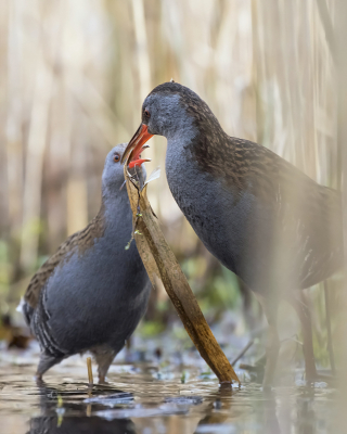 <i class='fa fa-user'></i> Bert Ooms |   Waterral  <i class='fa fa-eye'> 388</i>  <i class='fa fa-thumbs-up'> 7</i>   <i class='fa fa-comment-o'> 8</i>