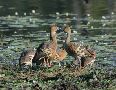 <i class='fa fa-user'></i> Theo Hendriks |   Australische Fluiteend  <i class='fa fa-eye'> 183</i>  <i class='fa fa-thumbs-up'> 3</i>   <i class='fa fa-comment-o'> 2</i>