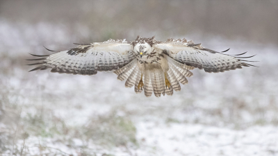 <i class='fa fa-user'></i> Arjan Troost |   Buizerd  <i class='fa fa-eye'> 470</i>  <i class='fa fa-thumbs-up'> 17</i>   <i class='fa fa-comment-o'> 10</i>