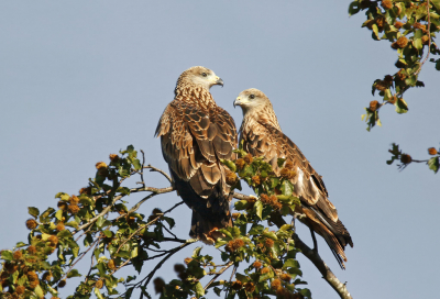 <i class='fa fa-user'></i> Gejo Wassink |   Rode Wouw  <i class='fa fa-eye'> 422</i>  <i class='fa fa-thumbs-up'> 10</i>   <i class='fa fa-comment-o'> 7</i>