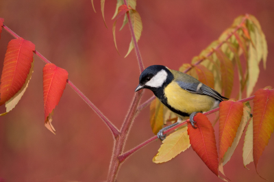 <i class='fa fa-user'></i> Truus Aletta Maan |   Koolmees  <i class='fa fa-eye'> 359</i>  <i class='fa fa-thumbs-up'> 12</i>   <i class='fa fa-comment-o'> 15</i>