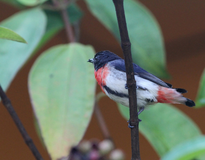 <i class='fa fa-user'></i> Theo Hendriks |   Roodstuithoningvogel  <i class='fa fa-eye'> 163</i>   <i class='fa fa-comment-o'> 1</i>