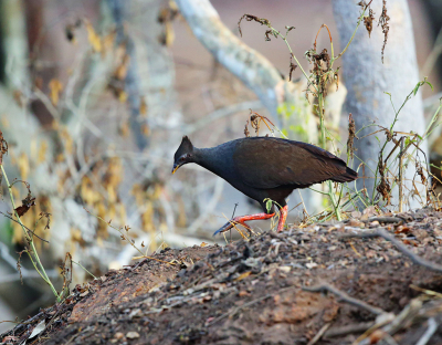<i class='fa fa-user'></i> Theo Hendriks |   Rood Boshoen  <i class='fa fa-eye'> 207</i>  <i class='fa fa-thumbs-up'> 3</i>   <i class='fa fa-comment-o'> 5</i>