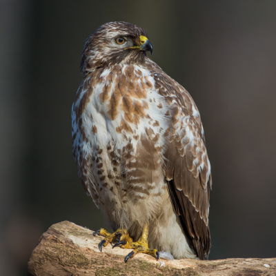 Ik herinner me een uitzending van schooltelevisie (50 jaar terug) in de lage school waar men sprak over een vogel die voor Belgi alleen nog in de Ardennen voorkwam.
Komt nu ook vrij algemeen voor in Vlaanderen. Een mooie vooruitgang, iets wat spijtig genoeg niet van alle soorten gezegd kan worden.