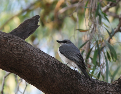 <i class='fa fa-user'></i> Theo Hendriks |   Tapuitvliegenvanger  <i class='fa fa-eye'> 142</i>   <i class='fa fa-comment-o'> 1</i>
