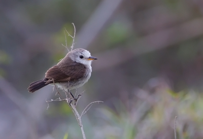 <i class='fa fa-user'></i> charlysax |   Witkopwatertiran  <i class='fa fa-eye'> 206</i>  <i class='fa fa-thumbs-up'> 3</i>   <i class='fa fa-comment-o'> 10</i>