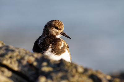 Deze Steenloper in het eerste ochtendlicht mooi kunnen fotograferen.
Blijft altijd leuk om een van mijn lievelingsbeesten op de foto te zetten.